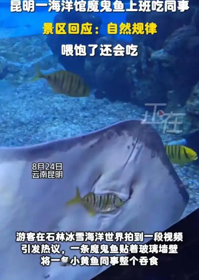 “把同事吃了？”云南昆明的海洋世界，这两天火了。一个男子本来是举着手机想拍一条模
