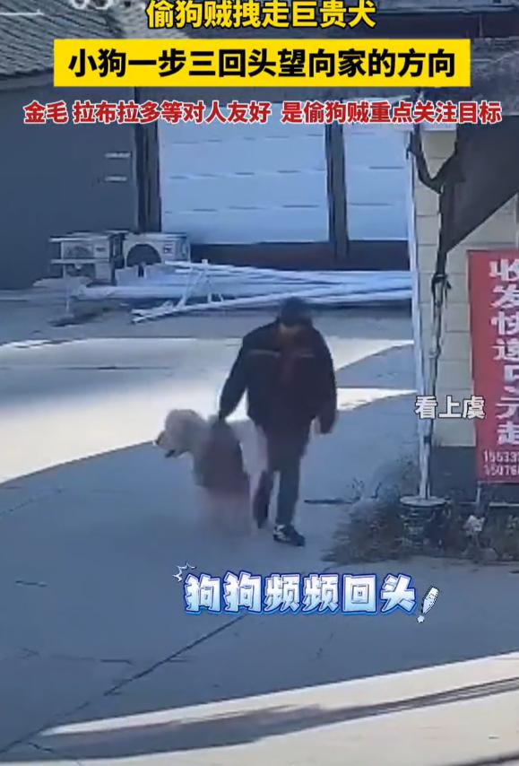 这胆子也太大了！河北保定，一男子在家里养了条巨型贵宾犬，放在家门口院子里好好的，