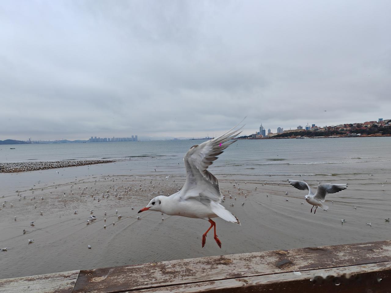 青岛一个家喻户晓的名字，从小就知道这个城市的存在，是个有历史、有故事的城市