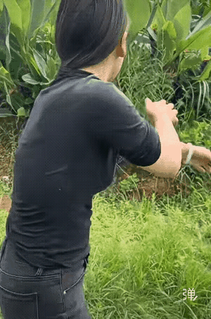 姑娘说，今天非把这朵花带回家不可