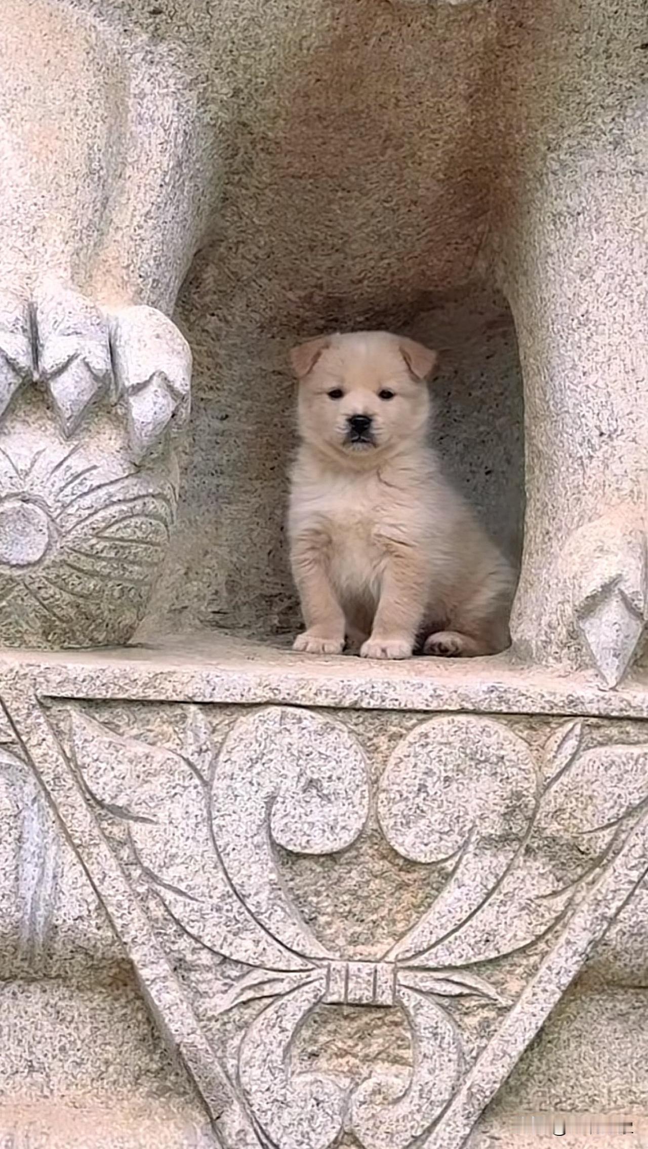 这是有了新的避风港了，狮子狗
