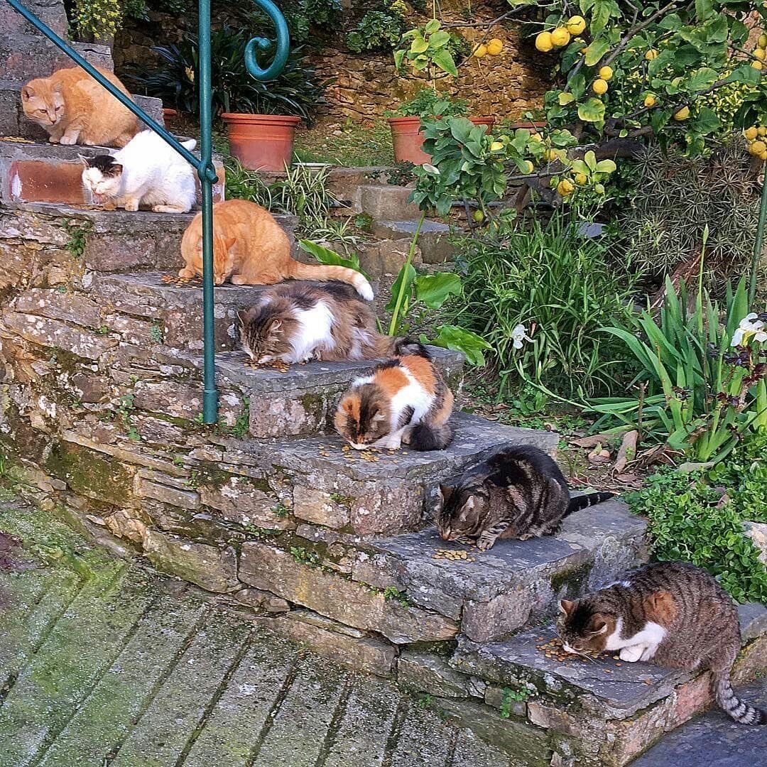 猫猫食堂​​​