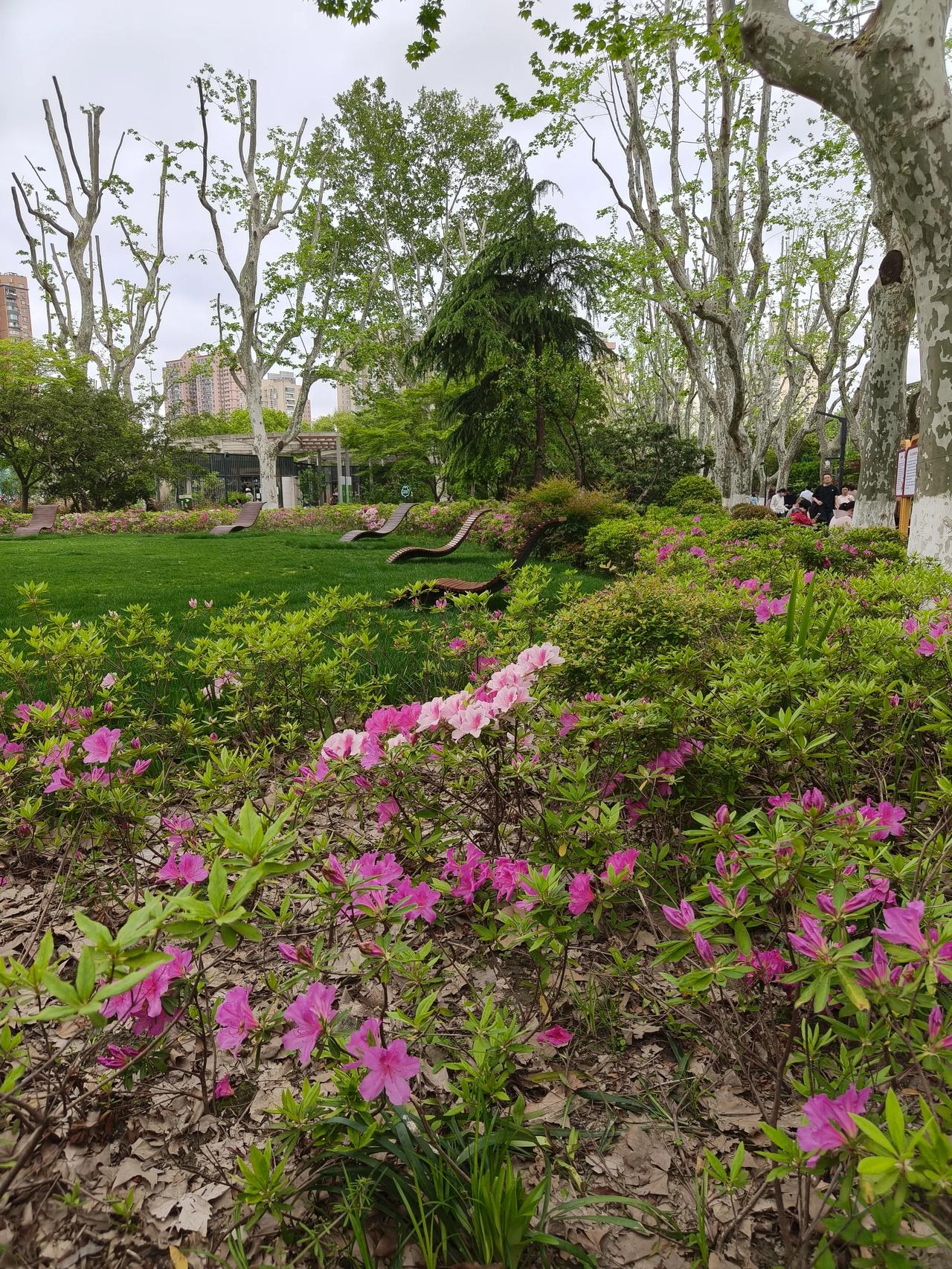 春日美景随手拍实景图分享！以前怎么没发现，这公园杜鹃花🈶这么多…🌸?