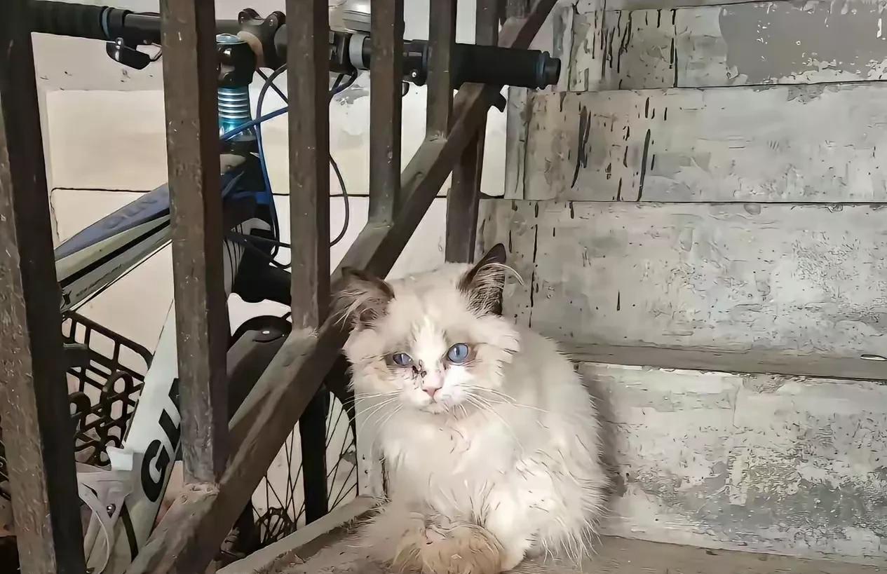 一只小猫咪被搬家离开的主人遗弃，它每天坐在楼梯口等着主人，已经有十几天的了，浑身