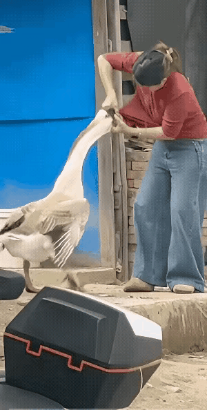 家里养了好几年的大鹅，真是白喂了！趁男主人不在家，居然平白无故偷袭女主人。女主人