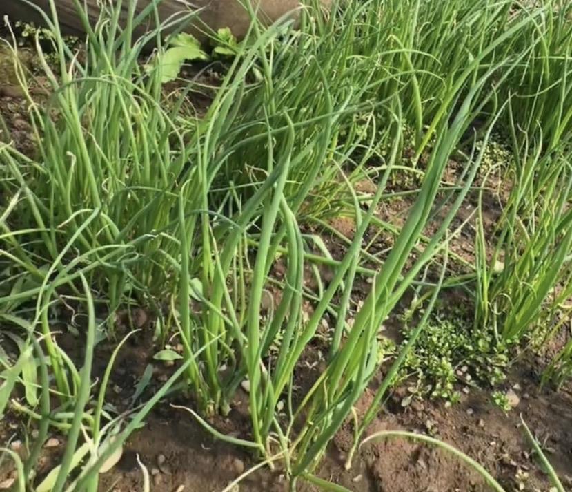 园子里的小葱，简直是生活宝藏。之前我试过在盆里种，选了适应性强的细叶小葱，用深度