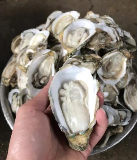 比中彩票概率还低！ 干了6年生蚝，一天处理300斤，广东这位老板怎么