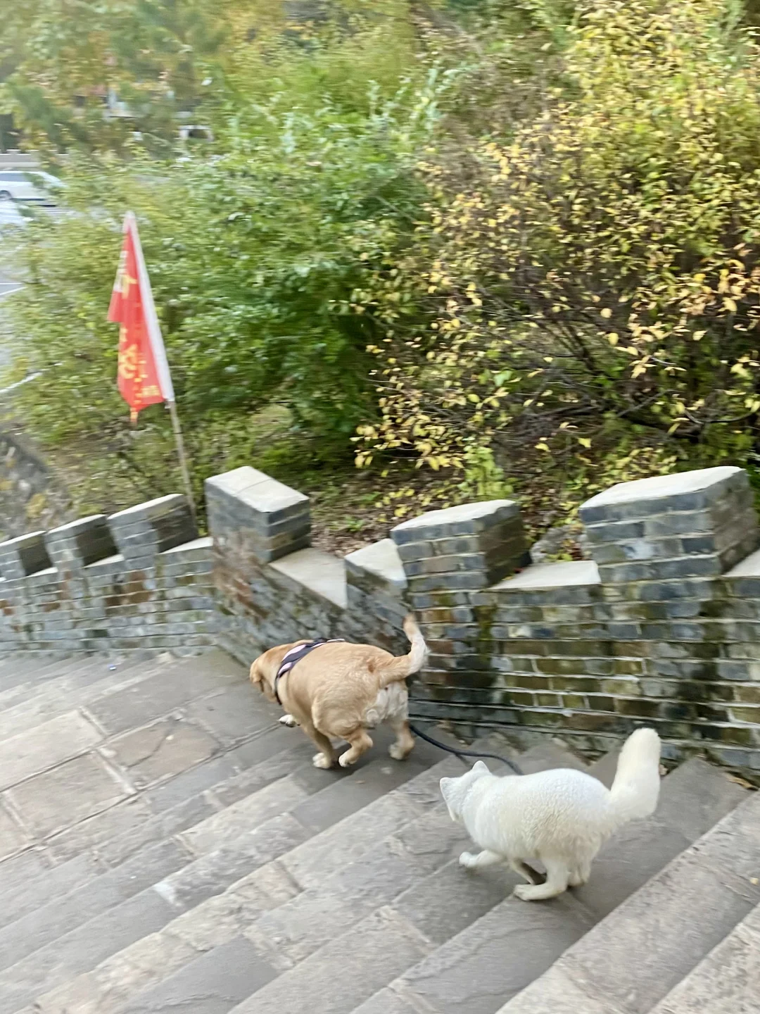 带小狗出来玩偶遇野生狐狸