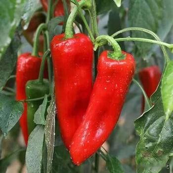 种辣椒减产、黄叶掉果？3种肥料千万别乱施，很多农户都中招很多农户