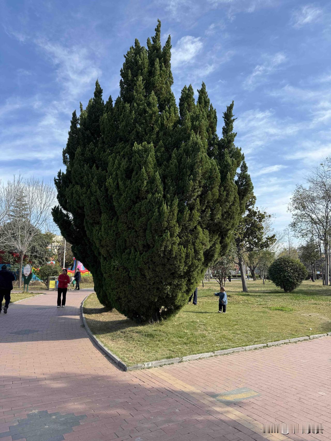 公园美丽景随拍冬日随手拍