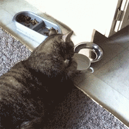 时间过得真快。今天的下午茶就要结束了