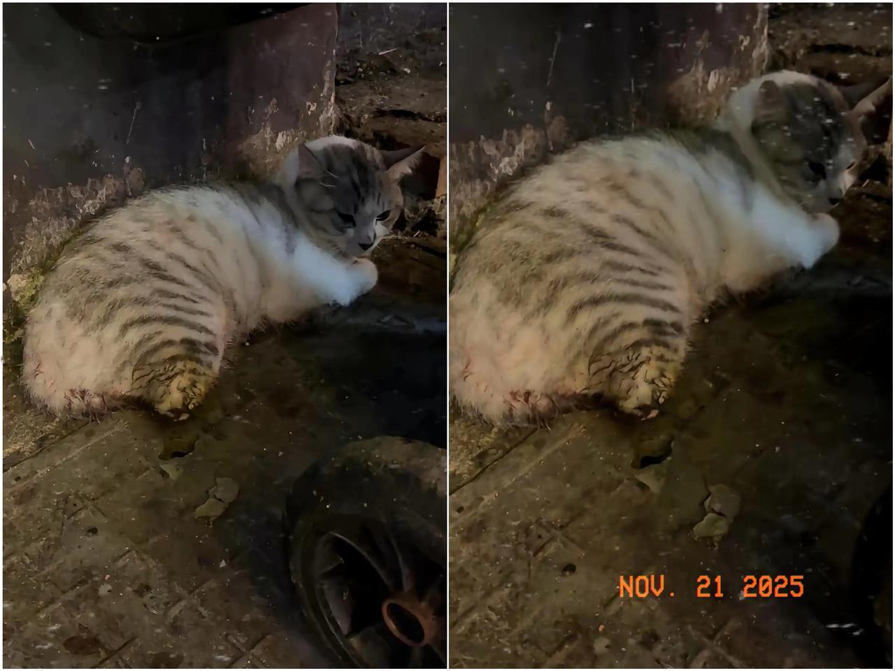 气得我浑身发抖！到底是多阴暗的人，能对一只流浪猫下此狠手？活生生剁掉后腿，就因为