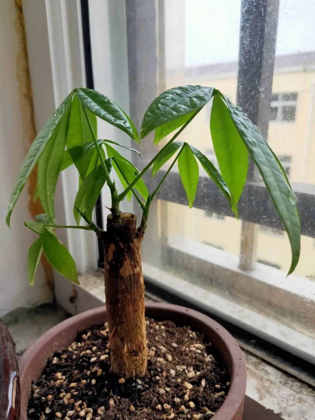 今天分享下养发财树技巧1、发财树用什么土来养因为要想它的叶子长得多长得旺，长得翠