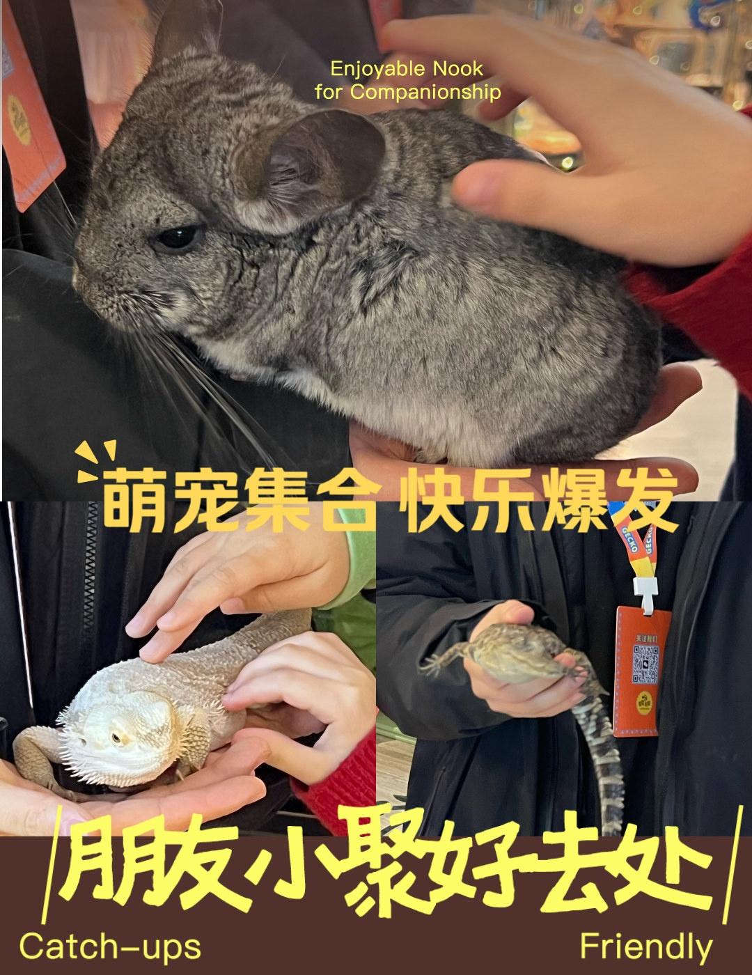 各种神奇小动物撸宠的快乐📍北京守宫造物局·爬宠撸宠·文创咖啡萌宠大集合