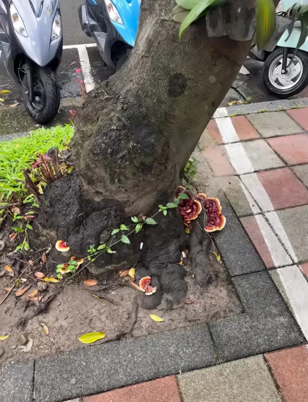 灵芝为什么那么值钱，这不到处都是吗？