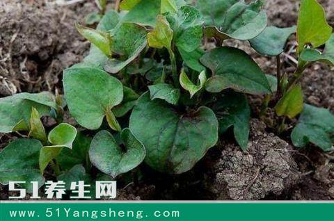 南方“腥臭味”的野草, 含有微量毒素, 却是烟民的“福利