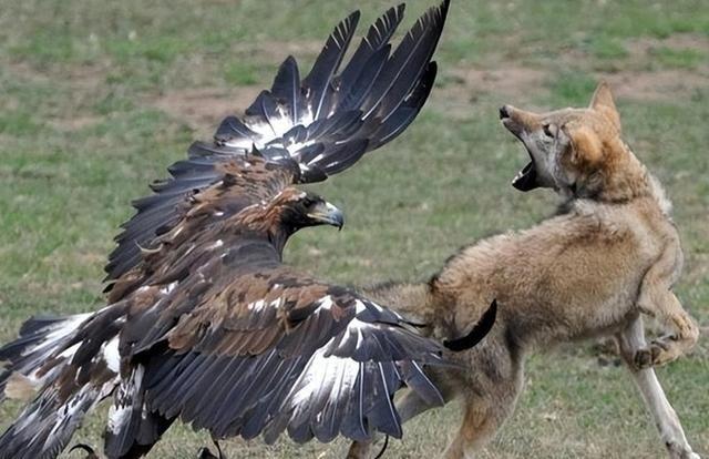 1992年，在寒冷的西伯利亚发生了罕见的一幕，12只巨型金雕为了填饱肚子，竟然冲