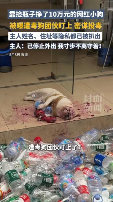 “太离谱了！”广东广州，靠捡瓶子5年勤勤恳恳为主人攒下10万元、全网坐拥超50万