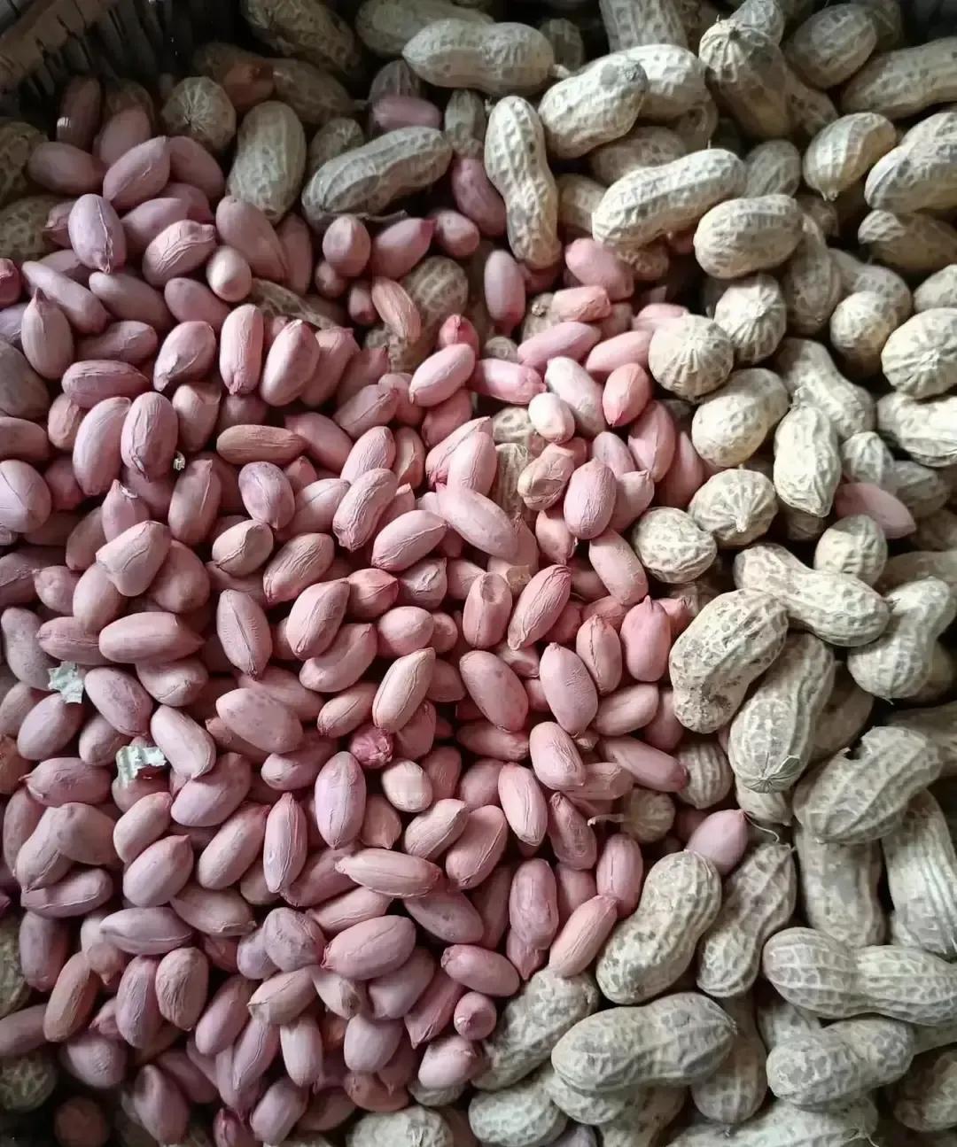 钟祥东湖花生今天报价八块六到九块，我叔昨天刚卖了一车，回来脸拉得比驴长。他说风