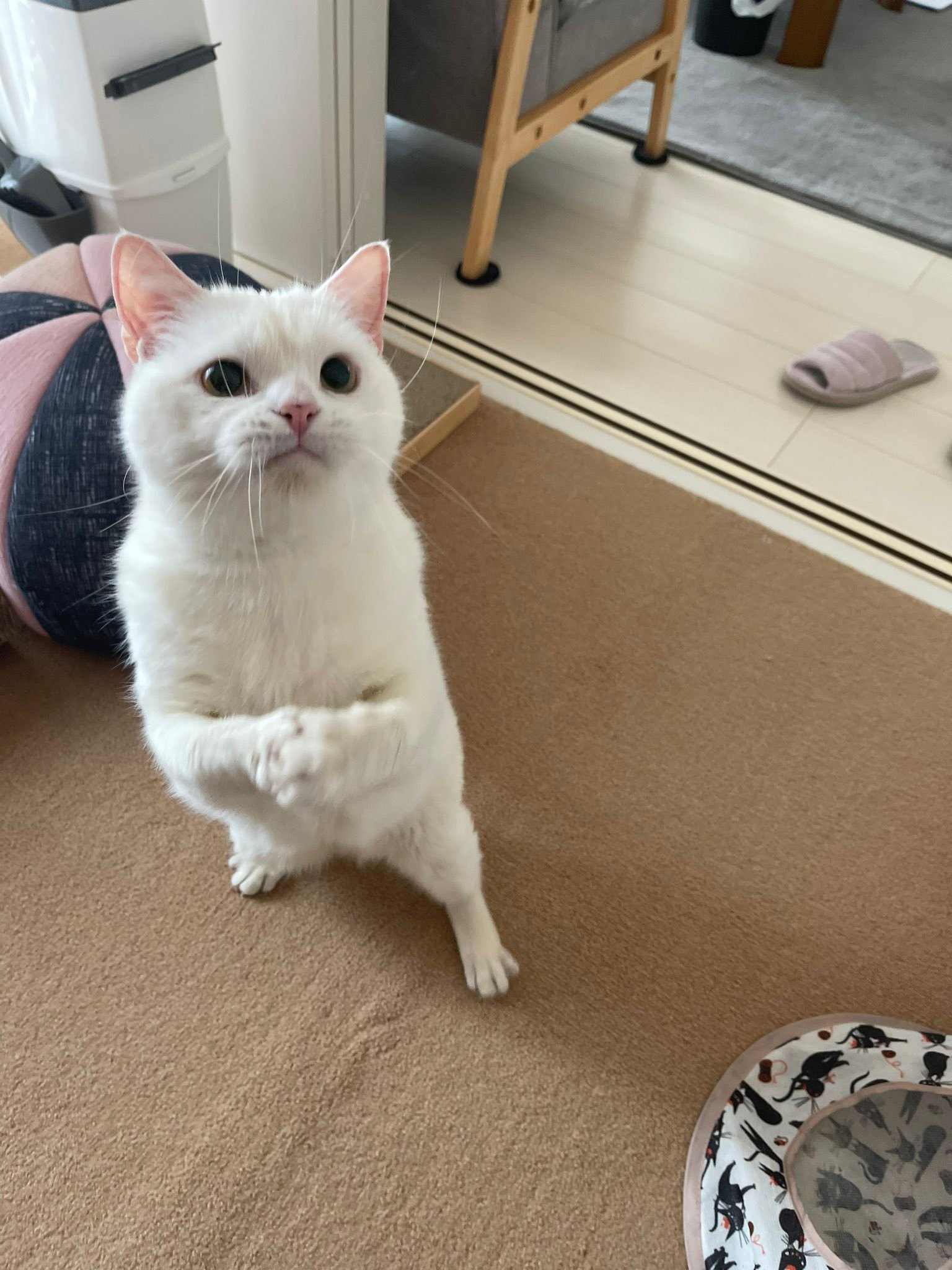 我这就让你见识一下什么叫沙包大的拳头👊​​​