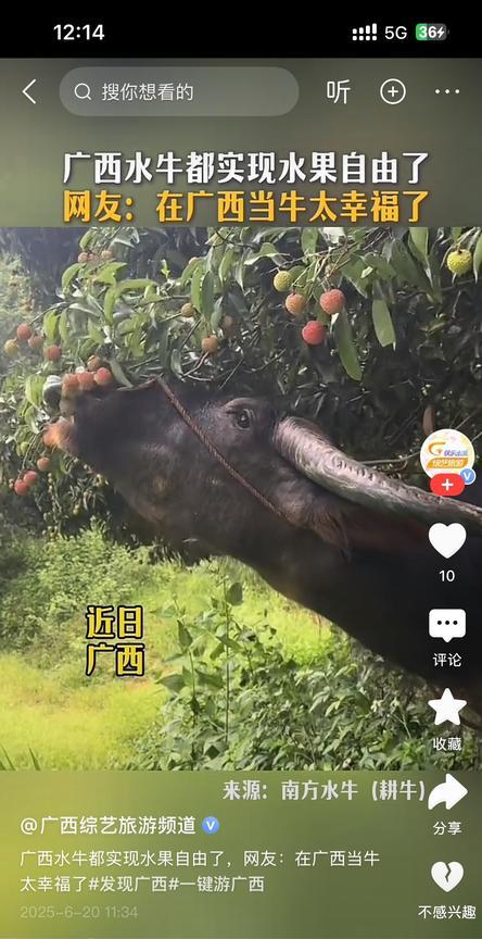 广西水牛召开新闻发布会：荔枝核吐左边，芒果核吐右边！最新社畜破防现场：广西