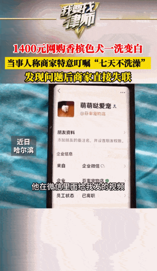 丧尽天良！黑龙江哈尔滨，男子在微信朋友圈看中了一只毛色极其罕见的香槟色小狗，痛痛