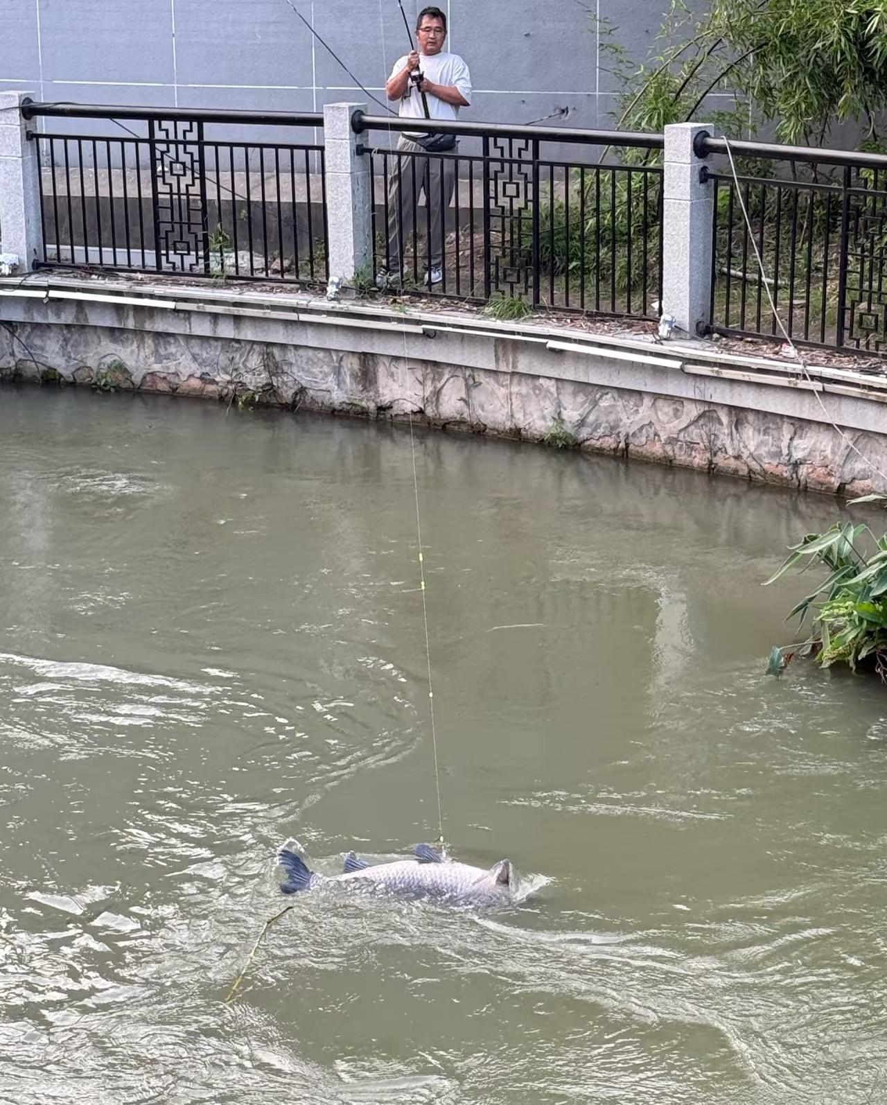 江苏南通，这位年长的钓鱼佬非常幸运的钓到一条超级大的螺蛳青，他自己本来是有个网抄