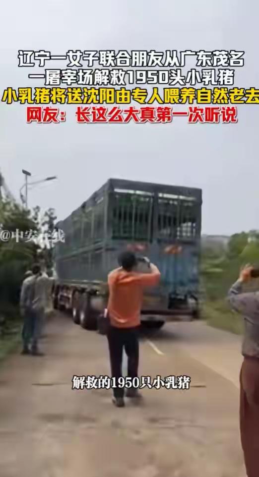 这新闻看得我一愣一愣的！1950头小乳猪，从广东茂名一路拉到沈阳，不是送去烤，而