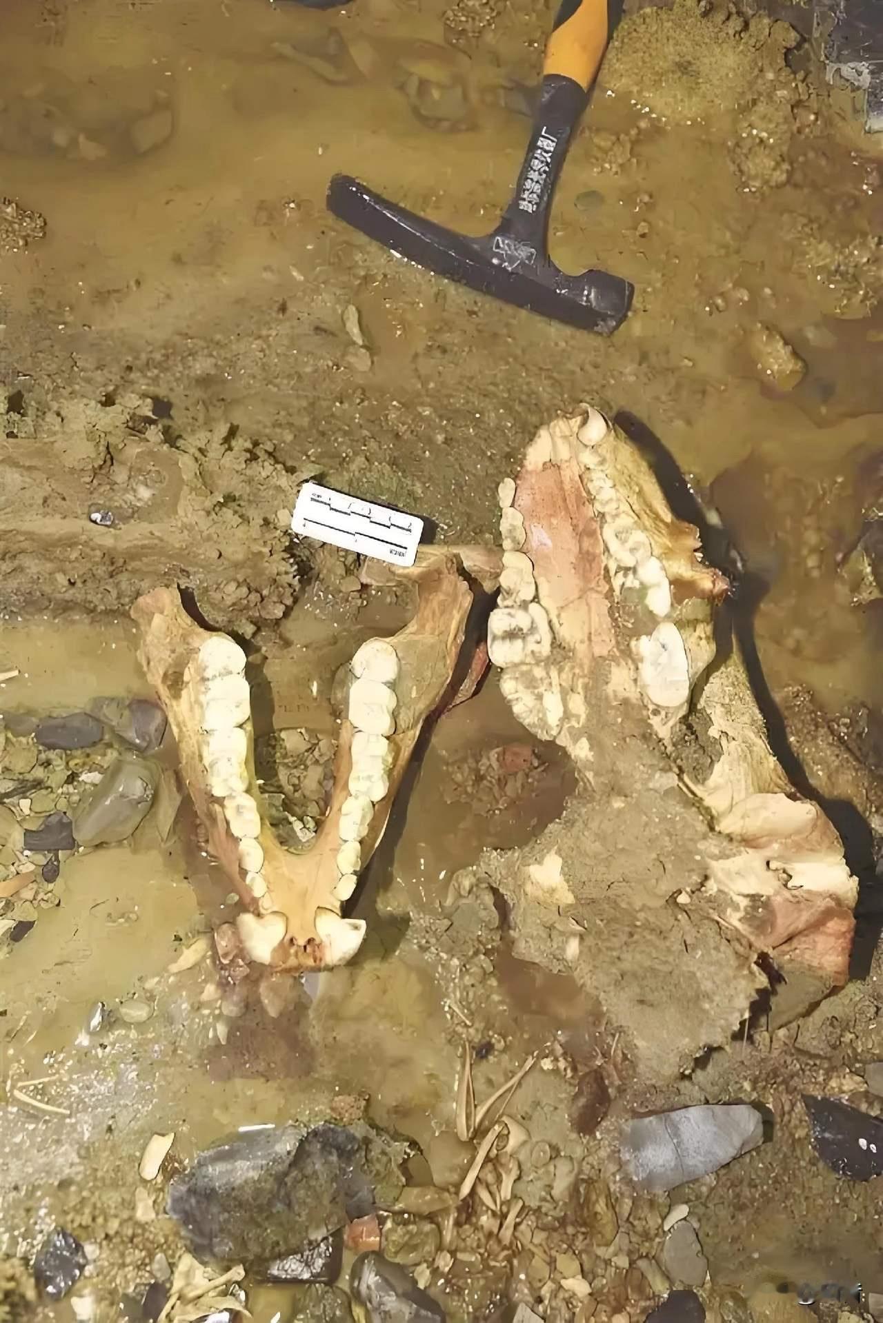 亚洲第一长洞已发现52具熊猫化石！近日，贵州绥阳双河洞第24次国际洞穴科学考察成