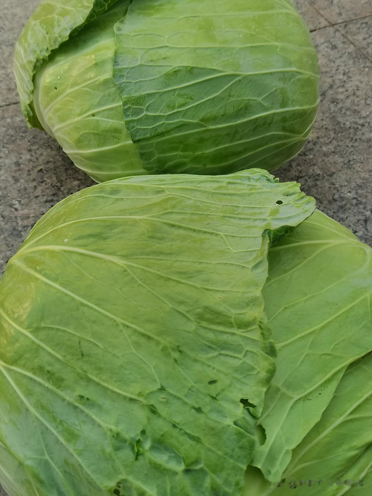 东家真是个讲究人！看看这些新鲜的蔬菜水果，这是俺今天去套袋的那家大哥给的。这
