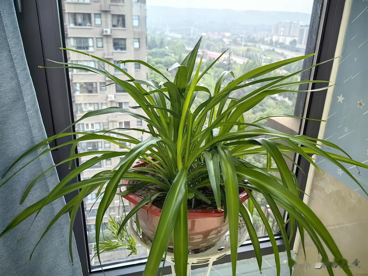 家庭最好养的花草绝对是绿萝和吊兰，养花几十年了，幸福树、琴叶榕、发财树、君子兰等