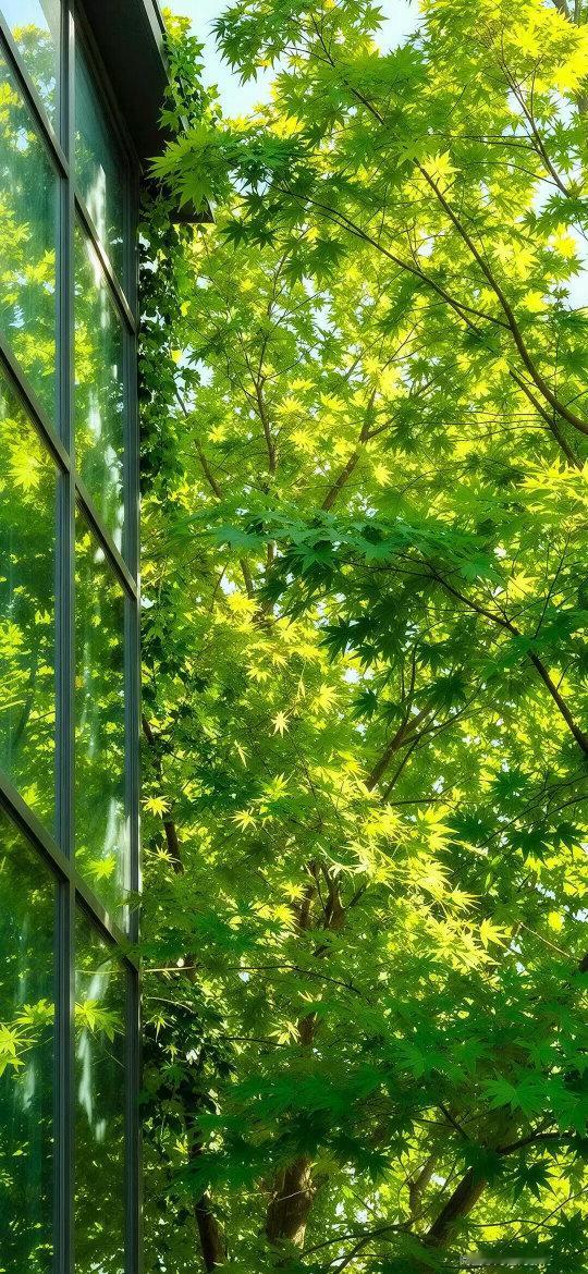 绿色盛夏叶片手机电脑高清壁纸银杏叶｜柳叶｜三叶草｜荷叶｜树叶｜枫叶｜无水印｜高清