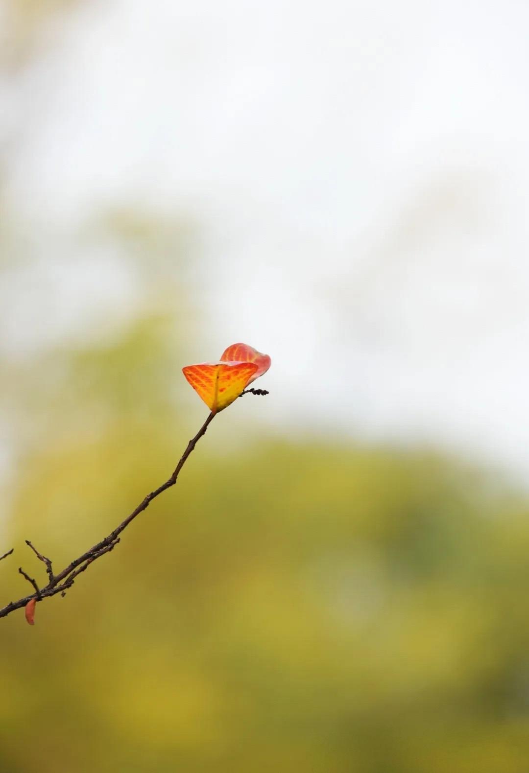 跟那些所谓的看不起自己老公的女人讲，夫妻还是原配的好，千万不要相信外面的男人，我