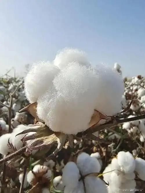 新疆棉凭啥成了西方“眼中钉”？ 要说最近几年在国际舆论场被频频拿出来