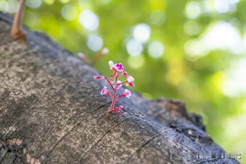 中年得子：是福报还是挑战？照亮人生的那盏灯