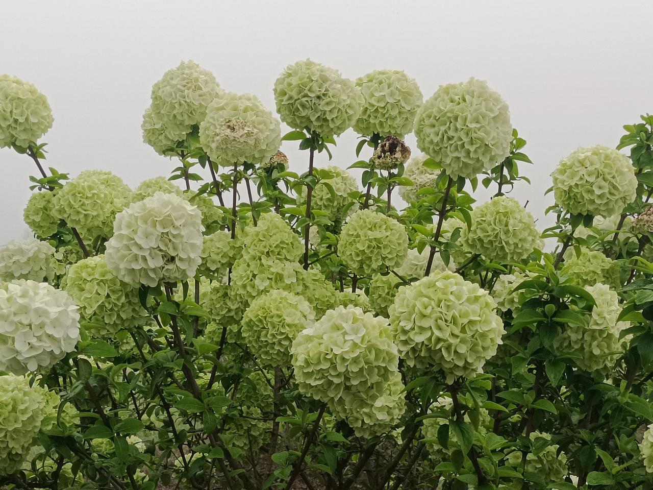 现在夫妻大多分床睡，原因还挺多。有的是因为睡眠习惯不同，像一方睡觉爱翻身、打呼，