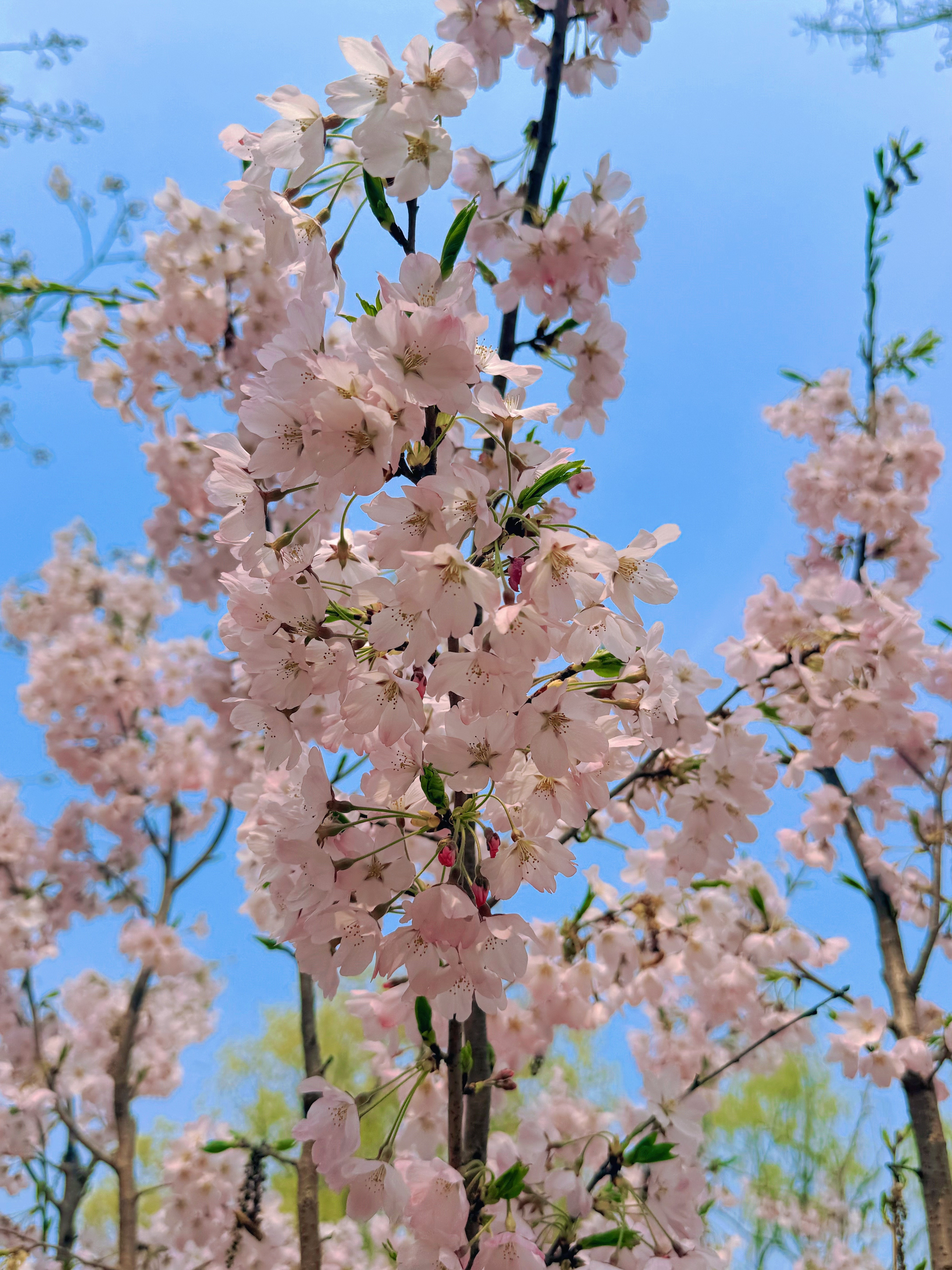 樱花也是蔷薇科～樱花是春日里最浪漫的风物，满树繁花如云似霞，轻盈柔美，风过处落英