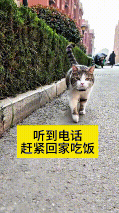 现如今这科技是真中啊，给猫咪脖子上戴个带电话的定位设备。主人看着导航瞧见小猫停住