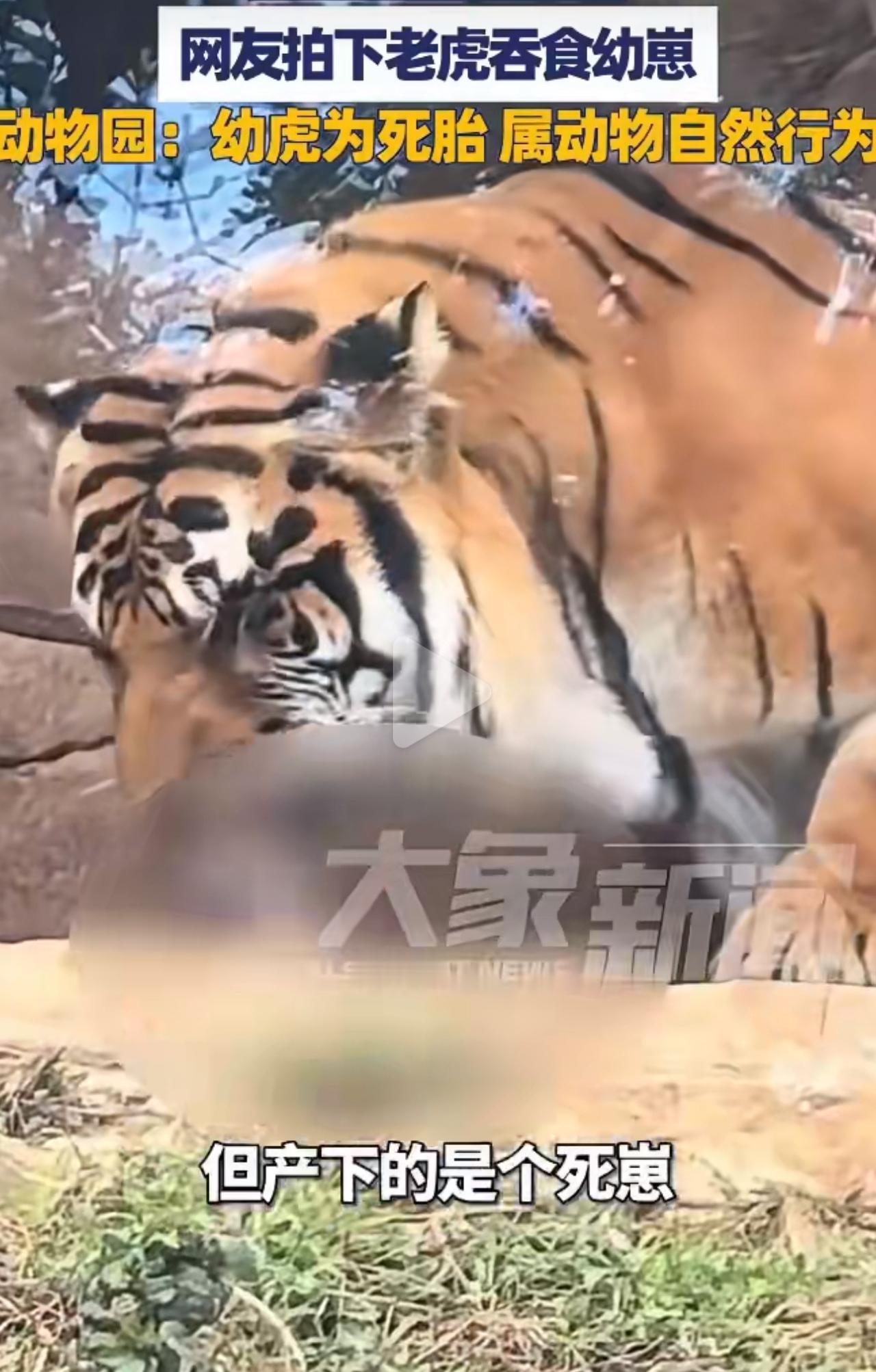 母虎为何吞食幼崽？饲养员道出隐情，人类干预不是关键云南曲靖动物园里，刚生完宝