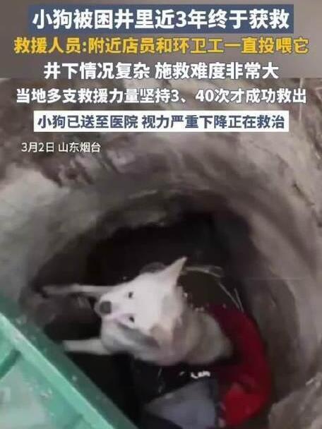山东烟台有条狗，掉井里困了将近三年，最近终于被救出来了。说实话，这事儿听着都