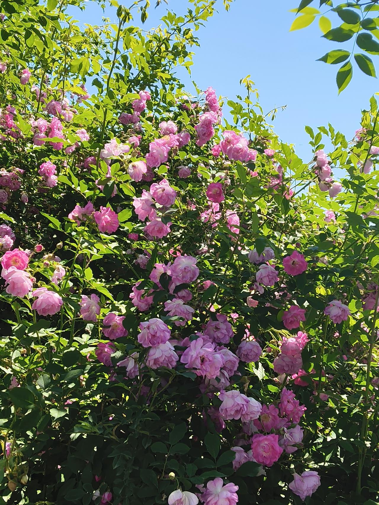 路边偶遇一人家，月季花开成了一道花墙，花的瀑布