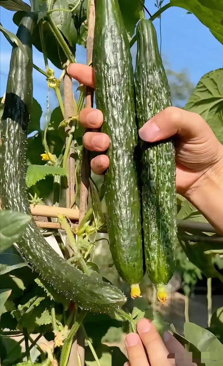 明明品相无可挑剔，笔直匀称还顶花带刺，本该抢手的黄瓜，如今却大量滞销，实在让人唏
