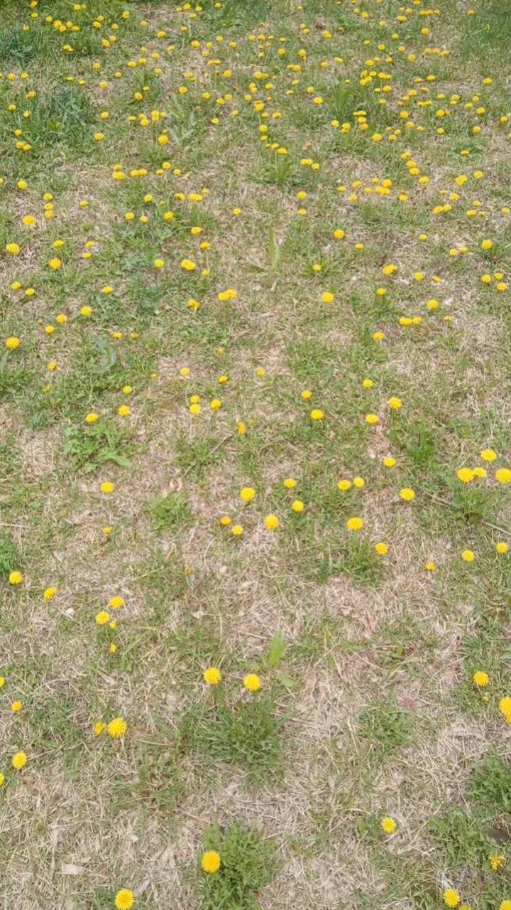 分享一张你相册的拍的花这种花嫩的时候可以吃，味道有些苦苦的，你们知道这是什么吗？