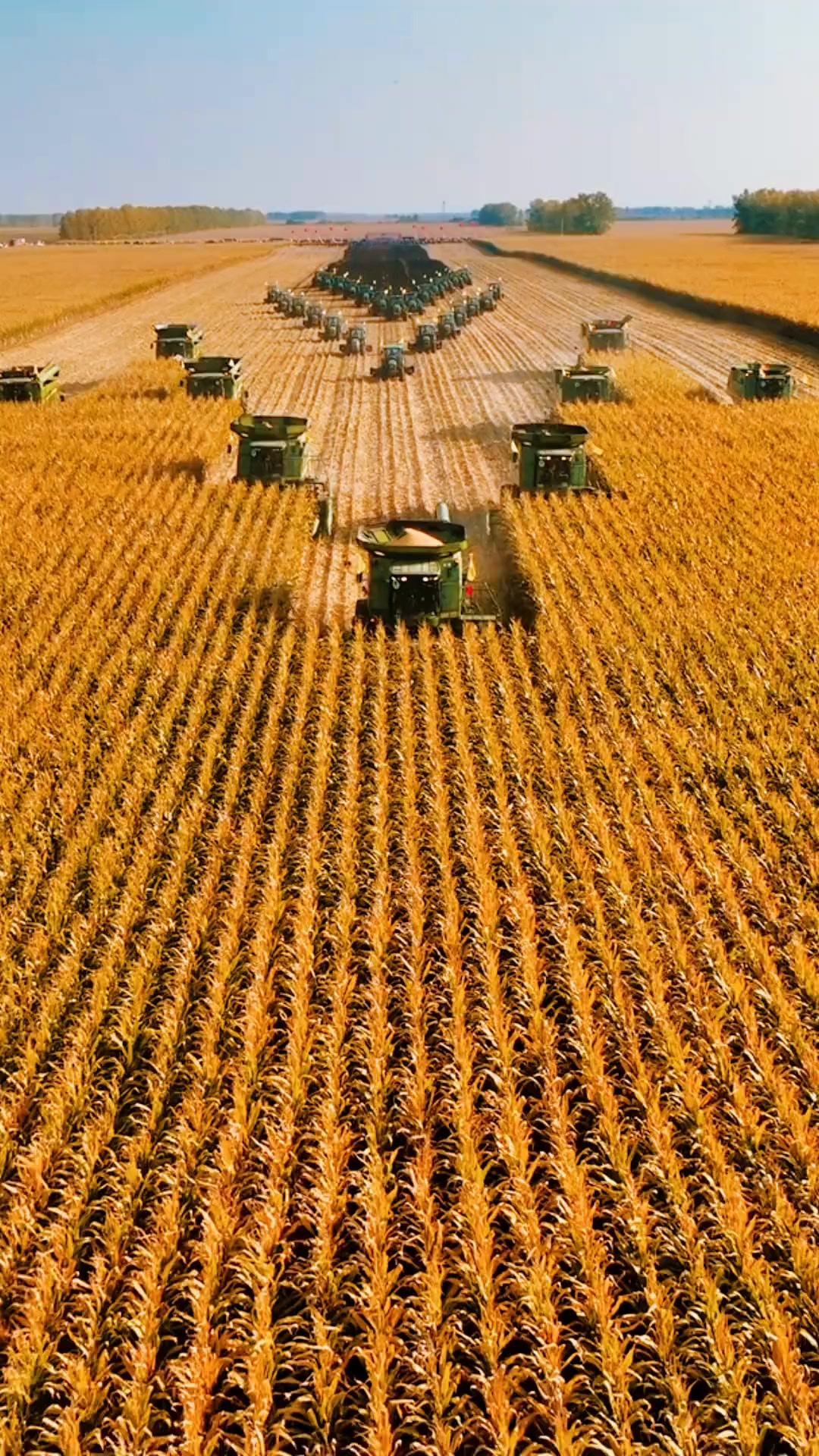 “大粮仓”亮眼成绩背后的迷茫！曾经的“北大荒”，经过几代人的奋斗终于变成了今天