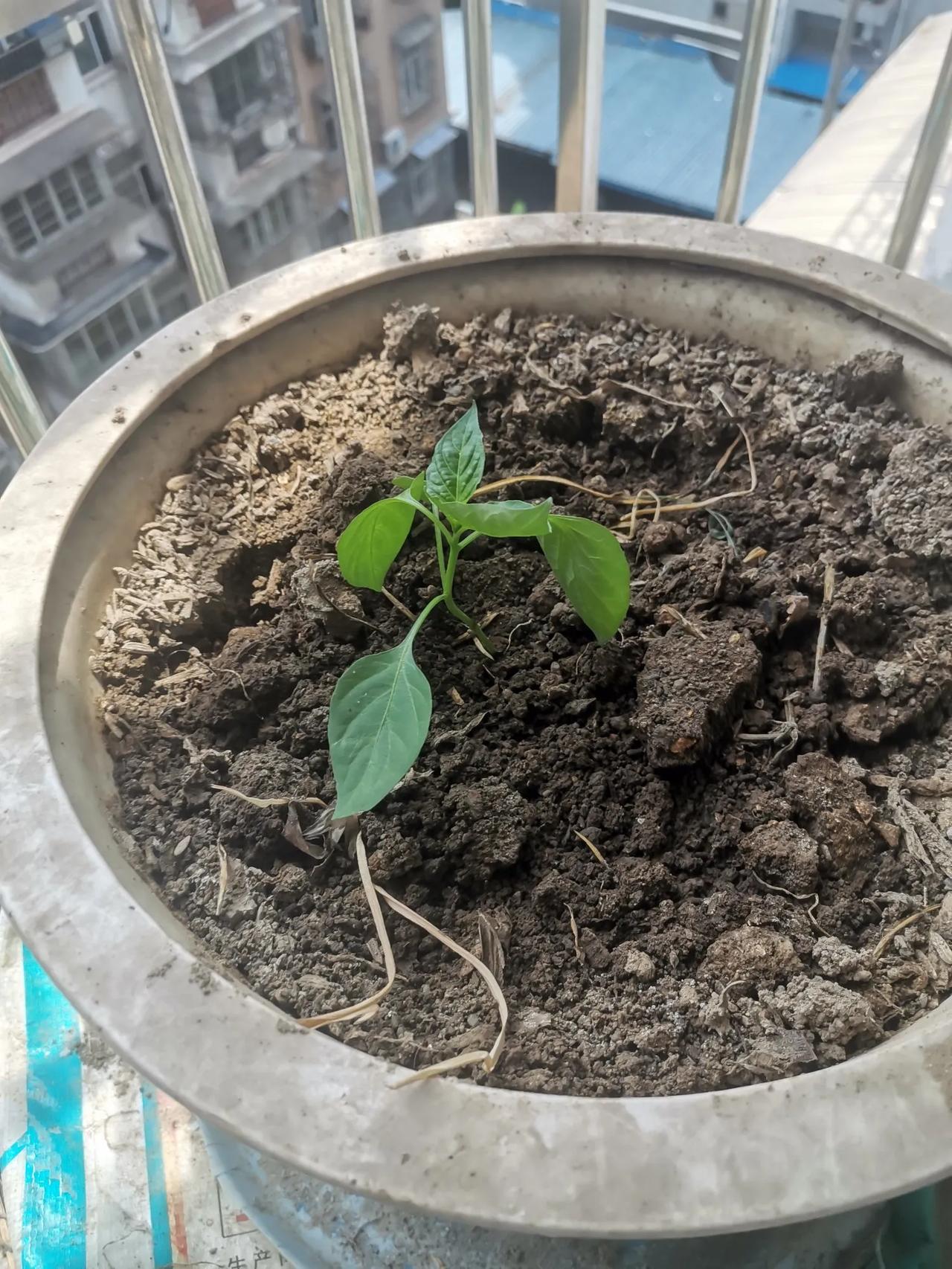 花盆里拔了大蒜后，种上了一棵辣椒苗，等着吃辣椒吧。这辣椒苗是另一个花盆里自己长