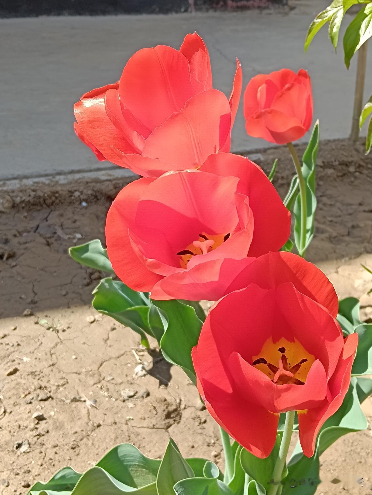 女性生育最佳年龄17岁，不允许生20岁，可以生了21—22岁，刚刚好23