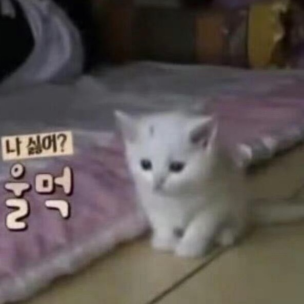 可爱猫猫头像我是不会放弃收藏小猫咪的