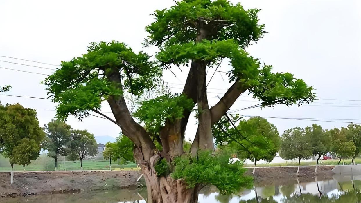 树桩盆景养根秘诀: 从种植到环境, 全面解析