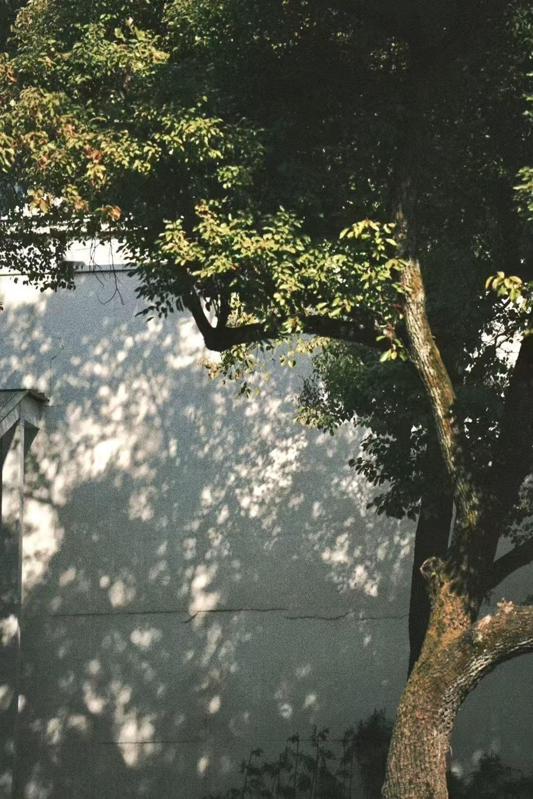 适合夏天发的唯美句子1.与夏天击个掌。2.六月，风动，心动。3.花朵摇曳划向夏日