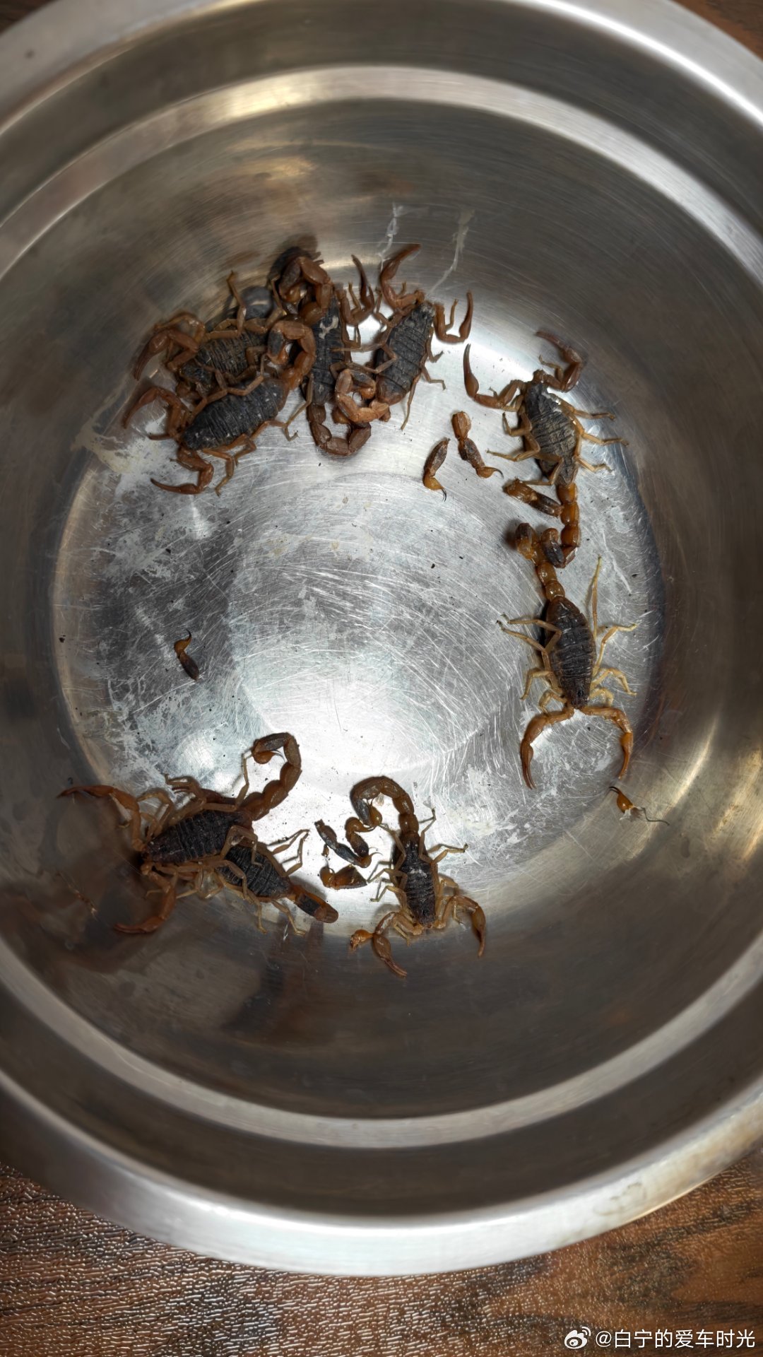 我儿买了20只蝎子，已经炸了9只吃，现在盆里还有这些……大家给数数……目前全家都